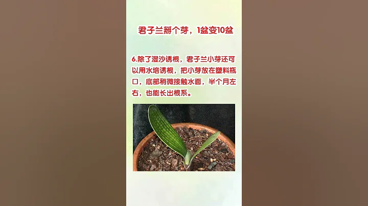 絕技丨君子蘭仙人球…隨手掰下一個小芽，扔土裡 ，竟然活了！ - 天天要聞