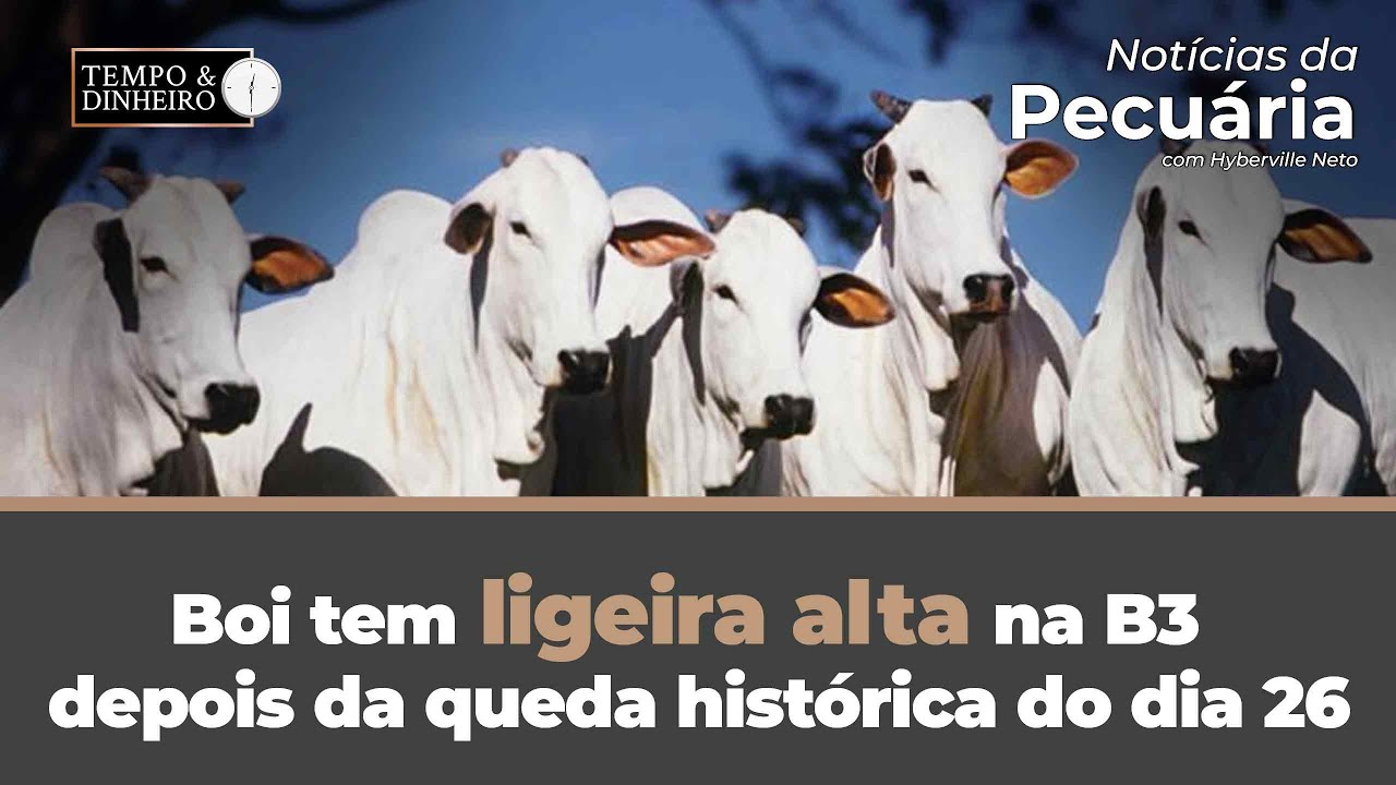 Acompanhe os eventos da pecuária com o novo aplicativo do Canal Rural