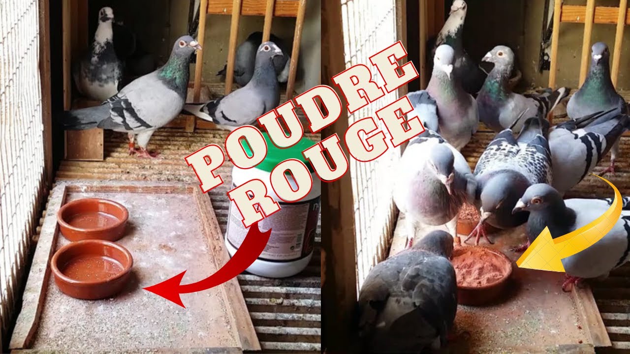 أحسن مايمكن تقديمه للحمام في فترة تغيير الريش(poudre rouge)👌فرجة ممتعة 😃