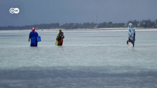 Mwani waadimika Zanzibar