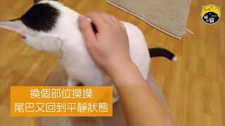 [橘圓貓] 貓咪行為學特別篇為什麼摸摸貓咪會突然咬我打我