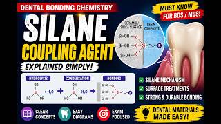 How Dental Bonding Works? Silane Adhesion Mechanism Explained Visually