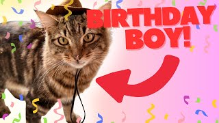 throwing my cat his first birthday party