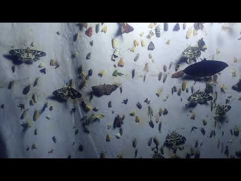 Thousand of Moths on Bokor, Cambodia by using light trap 18  05 2018