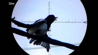 hunting crow with fx maverick 6.35 zan 33 grain