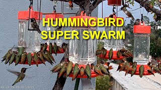 Biggest Hummingbird Swarm You Have Ever Seen