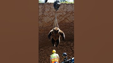 Bear Rescue Mission: Saving a Wild Giant #shorts