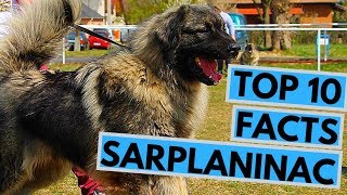 Sarplaninac Top 10 Interesting Facts Youtube
