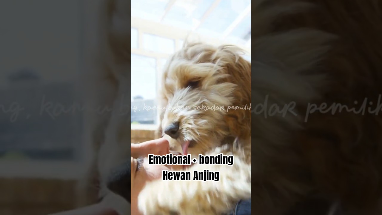 Emotional + bonding hewan anjing 