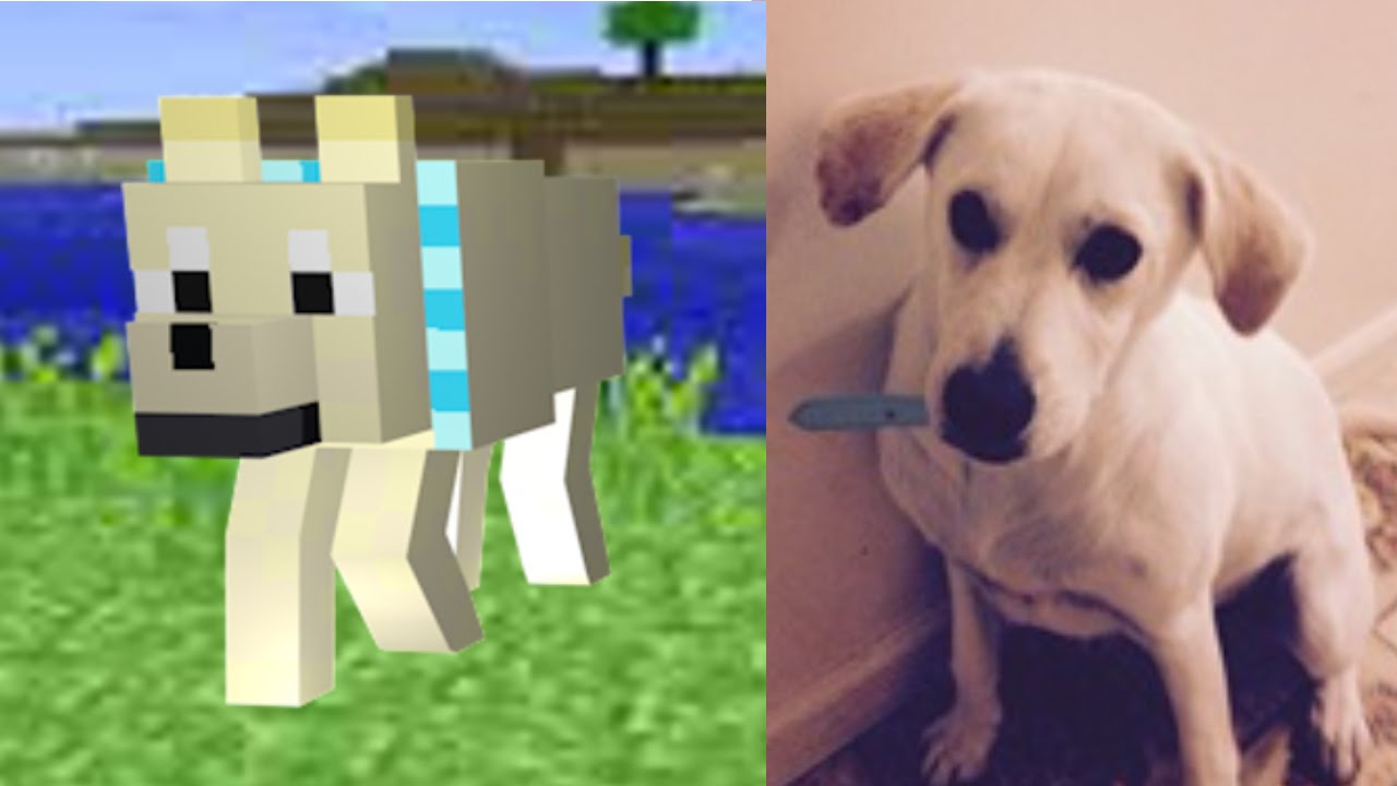 The Finemanederby Puppy!!