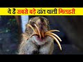 ये है सबसे बड़े दांत वाली गिलहरी | Most Interesting Facts about Animals