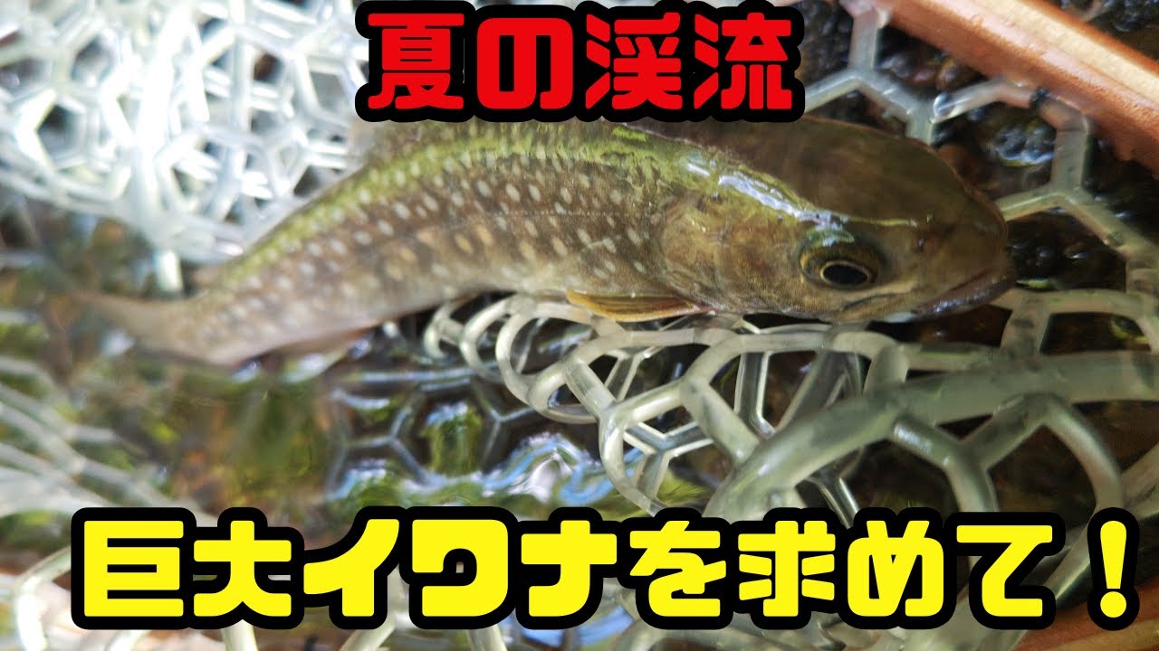 【渓流ルアー】巨大イワナを求めて！2025夏