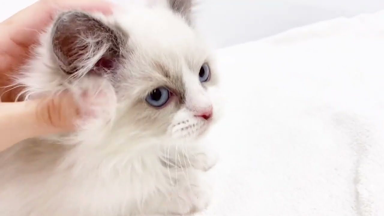 ラグドール まるでぬいぐるみ 愛くるしく甘えん坊な猫 マルワンblog ペットショップ マルワン 小さめ子犬 美形な子猫 初心者安心のサポート ラグドール まるでぬいぐるみ 愛くるしく甘えん坊な猫 マルワンblog ペットショップ マルワン 小さめ子犬 美形な子猫 初心者安心のサポート
