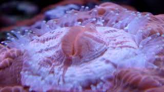 Vortech MP10 ES - Waves on 30G Reef Tank