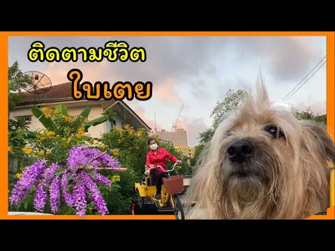 คลิปพาใบเตยนั่งรถเที่ยวตอนอยู หลานชายตัวน้อย มาเยี่ยมคุณยายที่บ้านสวน ขากลับได้ของฝากจากบ้านสวนมีผักและผลไม้ที่คุณยายปลูกเอง❤️❤️❤️