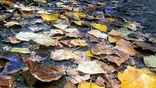 Rio Tuela Transfronteiriço