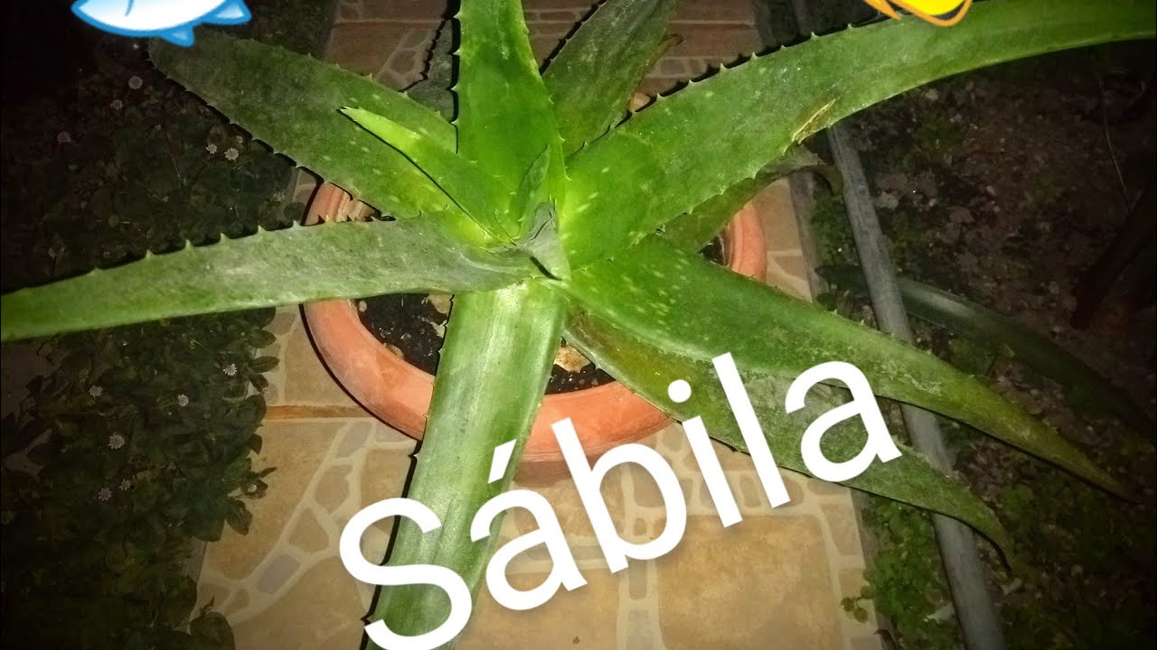 🐟🌱 regenerando las aletas de mis peces con la sábila 🌱🐟