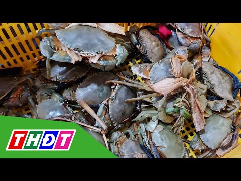 Video Tôm, ghẹ, cua tăng giá mạnh trước Tết | THDT - youtube
