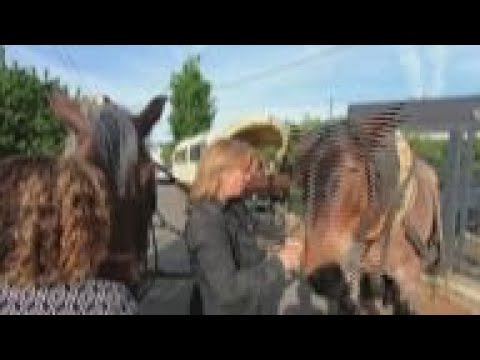 German woman swaps SUV for horse to save cash