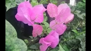... is a video for those who have passion this plant variety and will
also show you tour of some the lates...