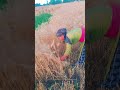 Pyari phupu ko Gau katai#viral #lifeisbutadream