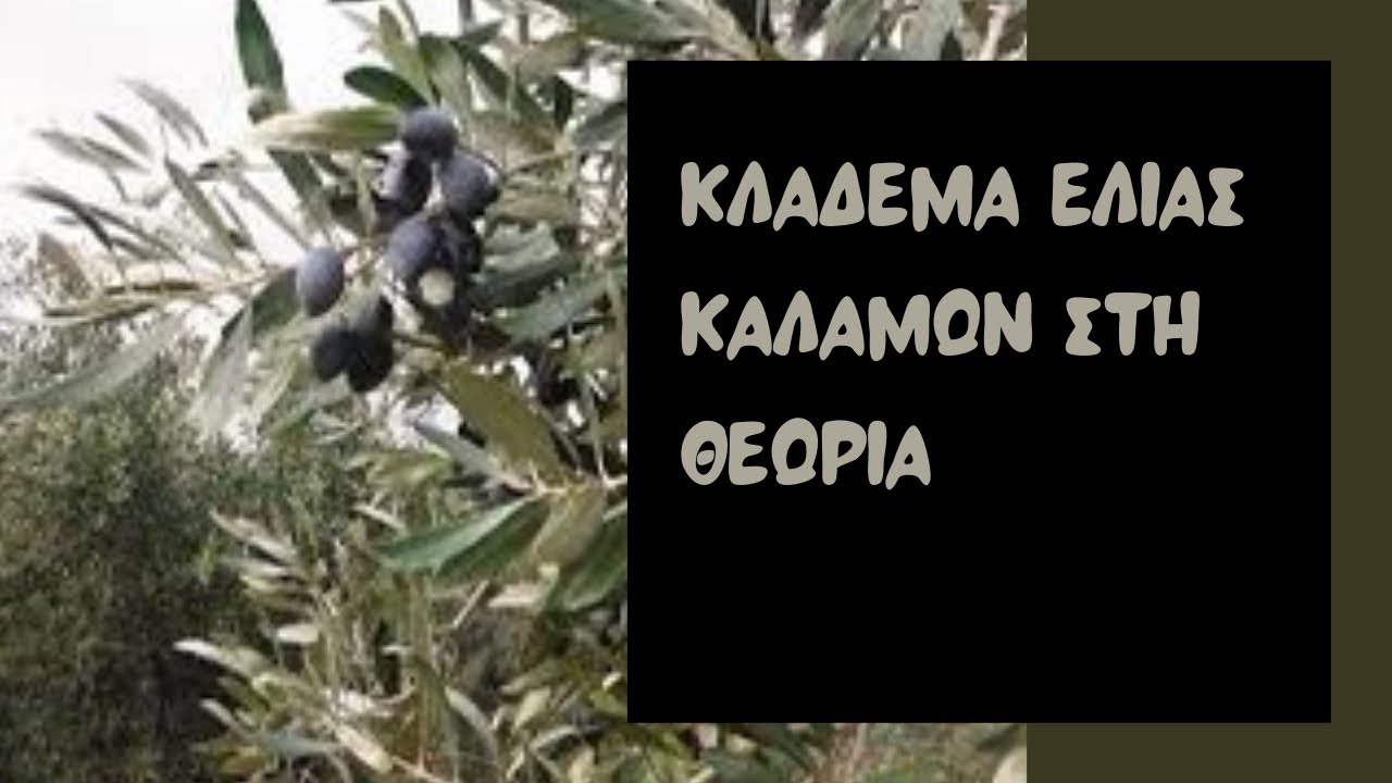 Κλάδεμα ελιάς Καλαμών 2022 στη θεωρία νεοι αγρότες