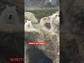 У Харківському зоопарку вовки гучно реагують на сигнал тривоги