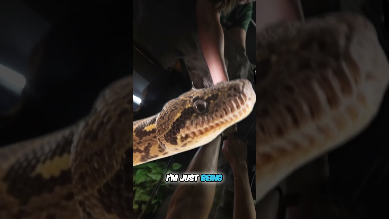 You Won't Believe This Wild Snake Birth! 🐍👀😲
