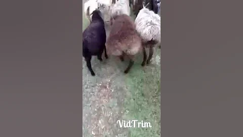 Много овец