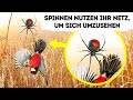 Das Spinnennetz ist Teil des Spinnenhirns und weitere 40 Wow-Fakten