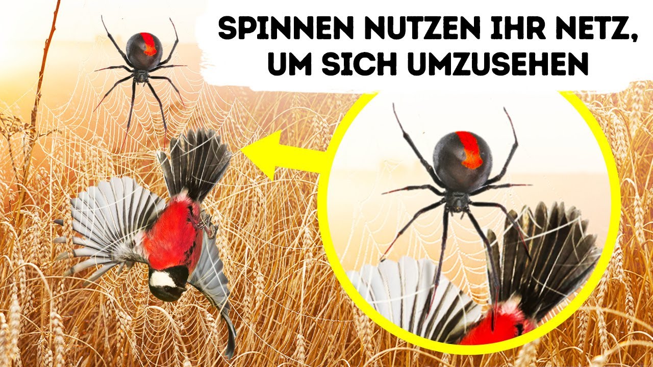 Das Spinnennetz ist Teil des Spinnenhirns und weitere 40 Wow-Fakten