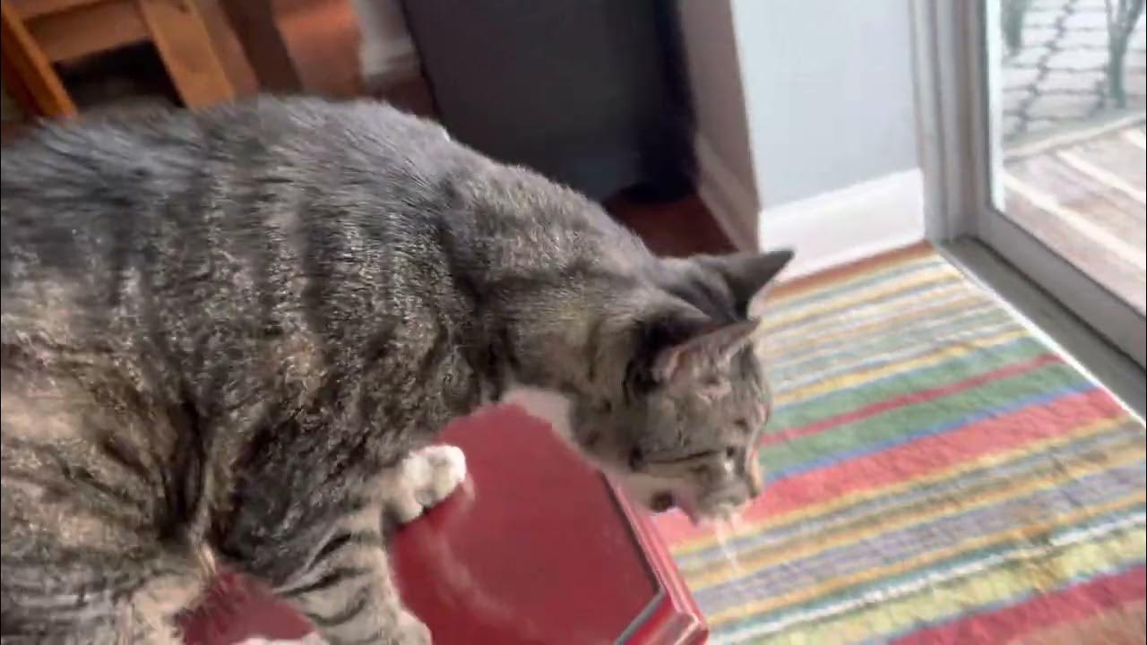 Cat puking YouTube