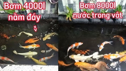 So Sánh Giữa Bơm Nhỏ Và Bơm To Xem Bộ Lọc Hoạt Động Ra Sao - Hồ Cá Koi 500l.