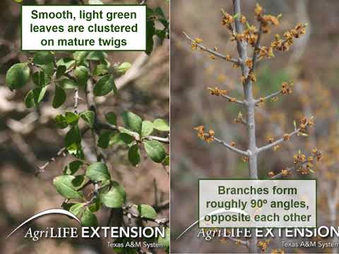 Video: What Is An Elbow Bush Plant: Texas Armbow Bush Fakta och information