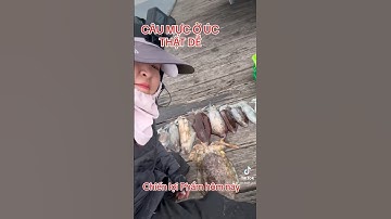 🇦🇺#shorts ở Úc đang vào MÙA MỰC ỐNG SINH SẢN #squidfishing #australia #câucá #fishing #úc