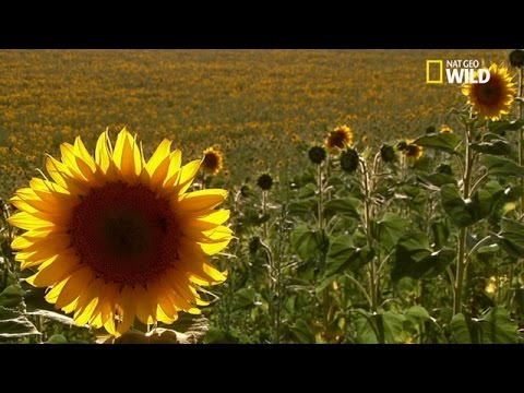 Vidéo: Pourquoi les pollinisateurs sont-ils si importants ?