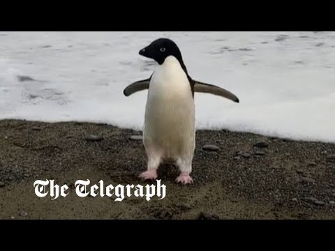 &rsquo;Pingu&rsquo; the confused Antarctic penguin washes up in New Zealand, 1900m from home