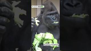 キヨマサ朝食 🥬🌿2024.5📹#東山動植物園 #ゴリラ #gorilla#キヨマサ #kiyomasa #シャバーニ #shabani