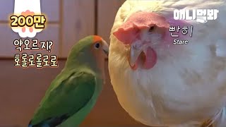 Почему эта любовная птица всегда расстраивается из-за элегантной курицы?