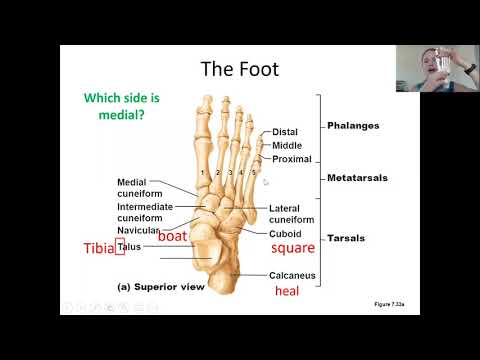 Leg and Foot bones - YouTube