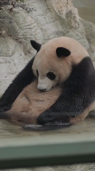 Panda sedih sendiri #shortvideo #yearofyou #shorts #panda