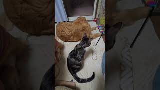 オモチャでゴールデンレトリバーを遊びに誘う子猫  #ゴールデンレトリバー #子ネコ #大型犬のいる生活 #goldenretriever