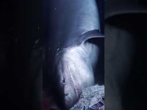 Βίντεο: Καρχαρίας Sixgill: βιότοπος, εμφάνιση, κίνδυνος για τον άνθρωπο