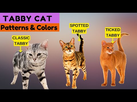 Tabby Cat Common Patterns and Colors