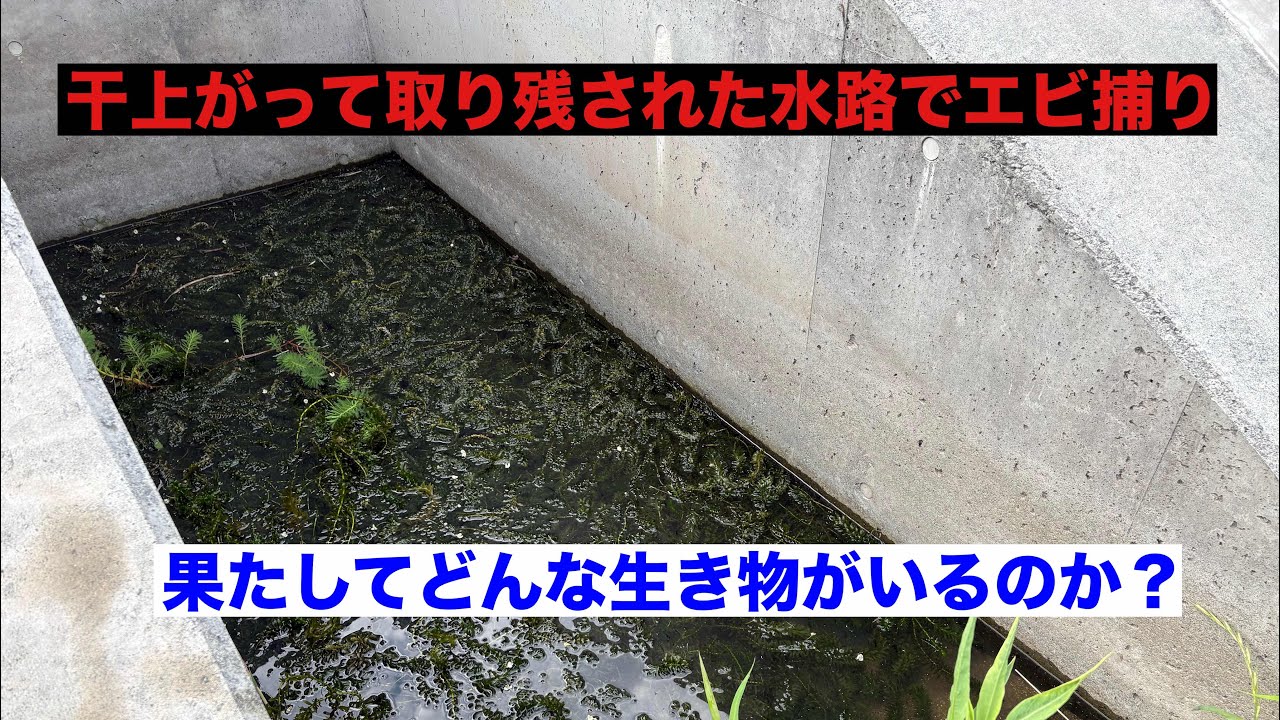 Catching Shrimp in the Local River Since It's Warming Up - YouTube