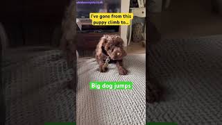 Little cute puppy is growing up fast #puppy #cockapoo #dogs #puppylove #cutepuppy #cutedog #jump