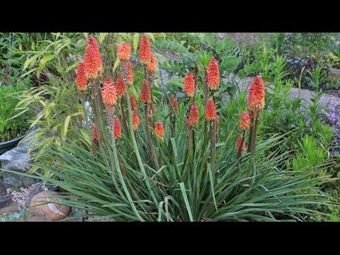 Video: Red Hot Poker Plants zurückschneiden: Tipps zum Beschneiden eines Red Hot Poker