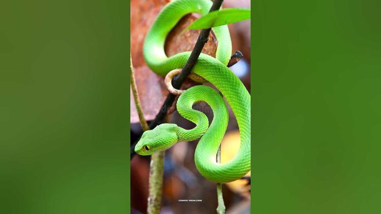 3 Dangerous Animal Amazon Rainforest #sciencefacts #shorts #animals