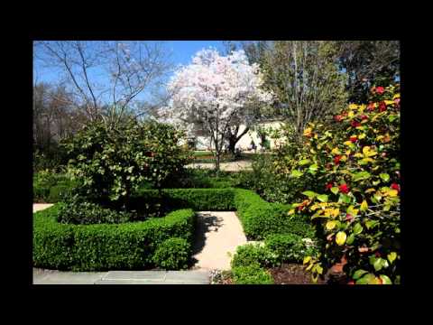 Dallas Arboretum - Cherry Tree Blossoms