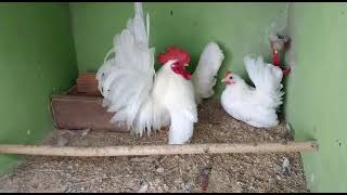 Galo e galinhas garnize Nagazaki brancos do amigo